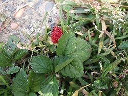 s_120603-01.jpg