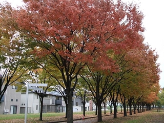 s_131108-01.jpg